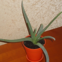     (Aloe), 10-20 